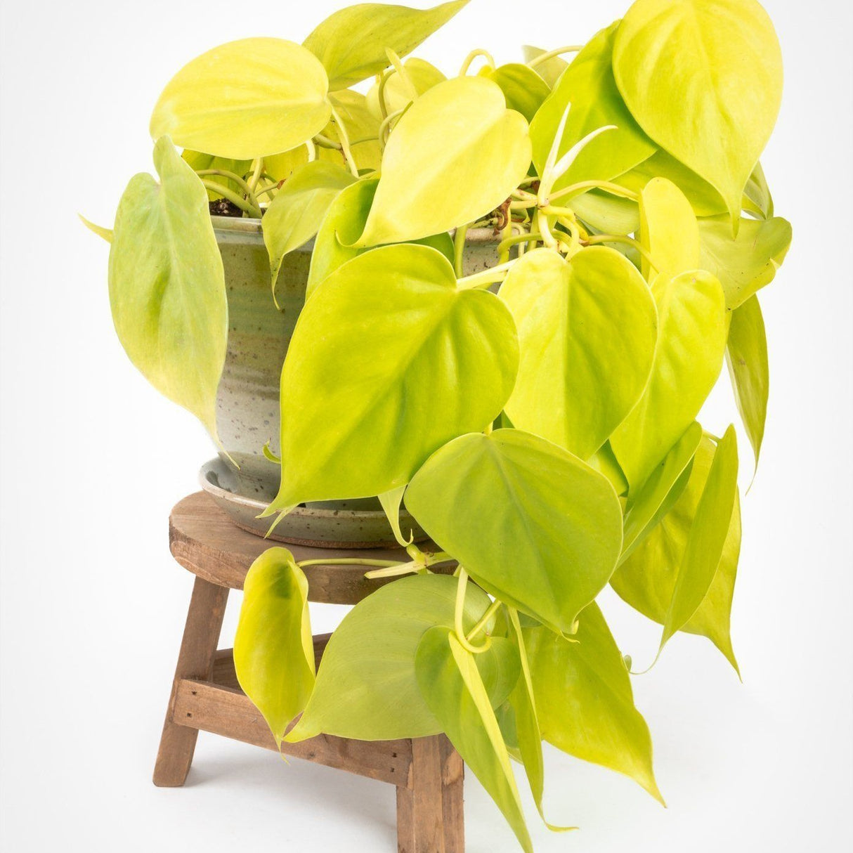 Philodendron Lime - 15 cm