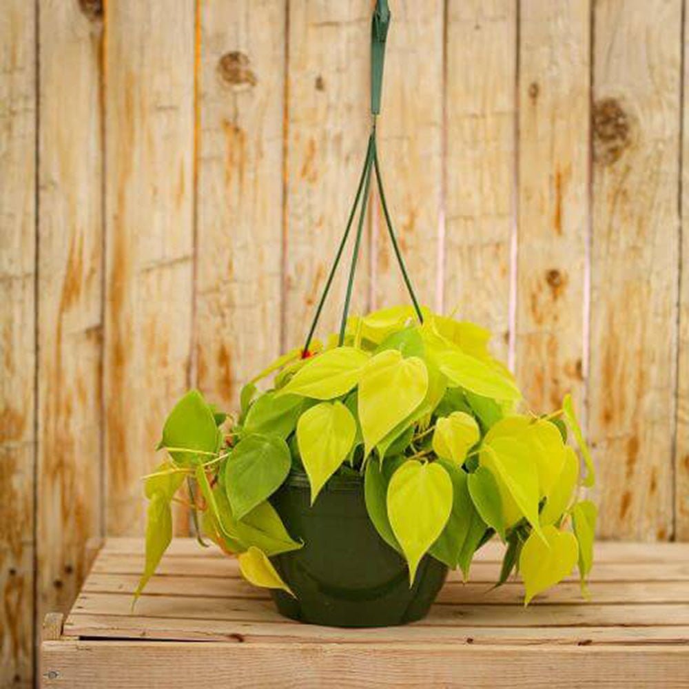 Philodendron Lime - 15 cm