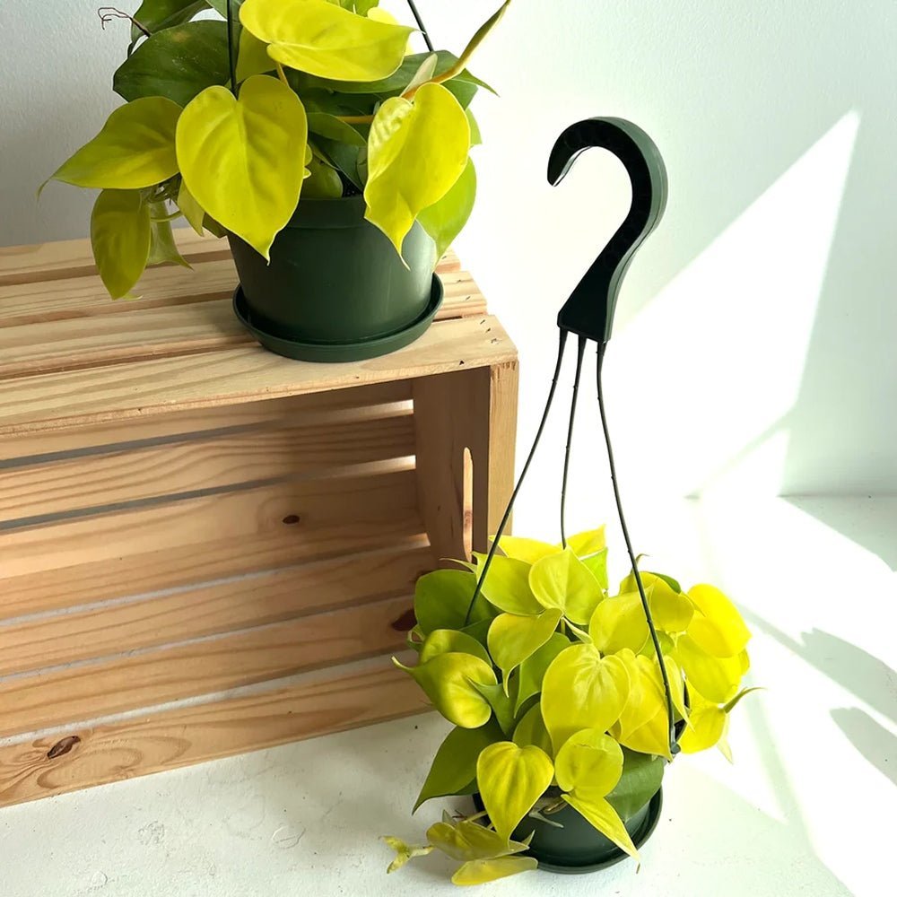 Philodendron Lime - 15 cm