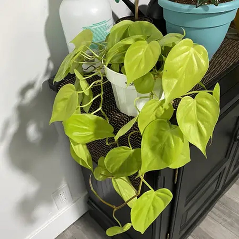 Philodendron Lime - 15 cm