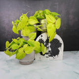 Philodendron Lime - 30 cm