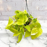 Philodendron Lime - 30 cm