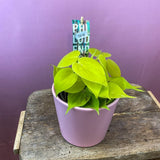 Philodendron Lime - 30 cm