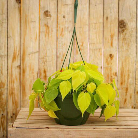 Philodendron Lime - 50 cm