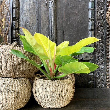 Philodendron Moonshine - 30 cm