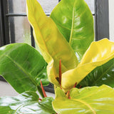 Philodendron Moonshine - 30 cm