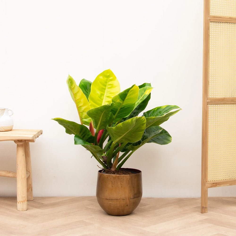Philodendron Moonshine - 30 cm