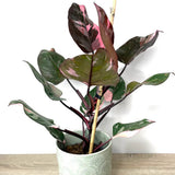 Philodendron Pink Princess Unicat- 100 cm