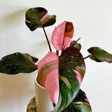 Philodendron Pink Princess - 25 cm