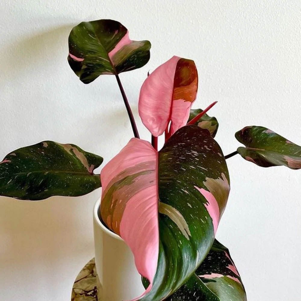 Philodendron Pink Princess - 25 cm