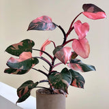 Philodendron Pink Princess - 25 cm