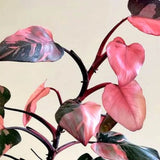 Philodendron Pink Princess - 25 cm