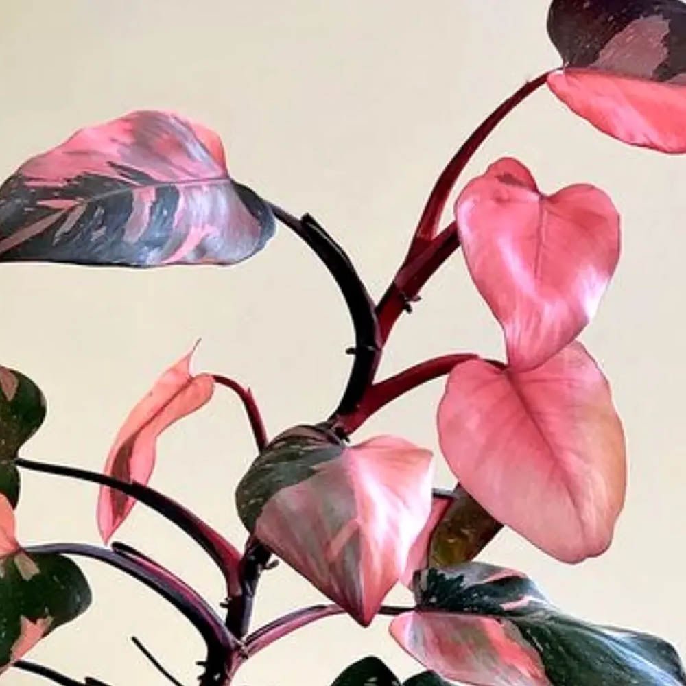 Philodendron Pink Princess - 25 cm