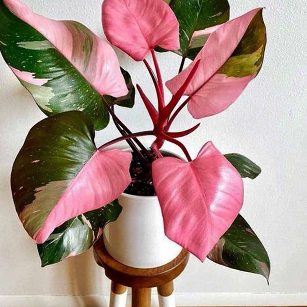 Philodendron Pink Princess - 25 cm