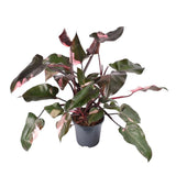 Philodendron Pink Princess - 40 cm
