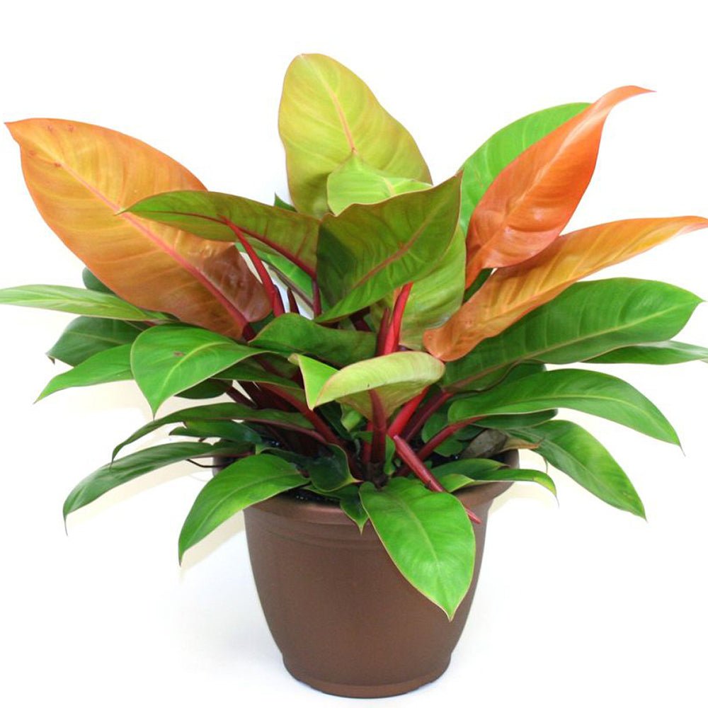Philodendron Prince of Orange - 25 cm