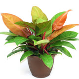 Philodendron Prince of Orange - 25 cm