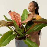 Philodendron Prince of Orange - 25 cm