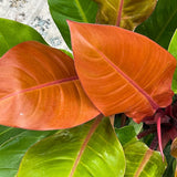 Philodendron Prince of Orange - 25 cm