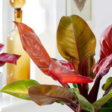 Philodendron Prince of Orange - 45 cm