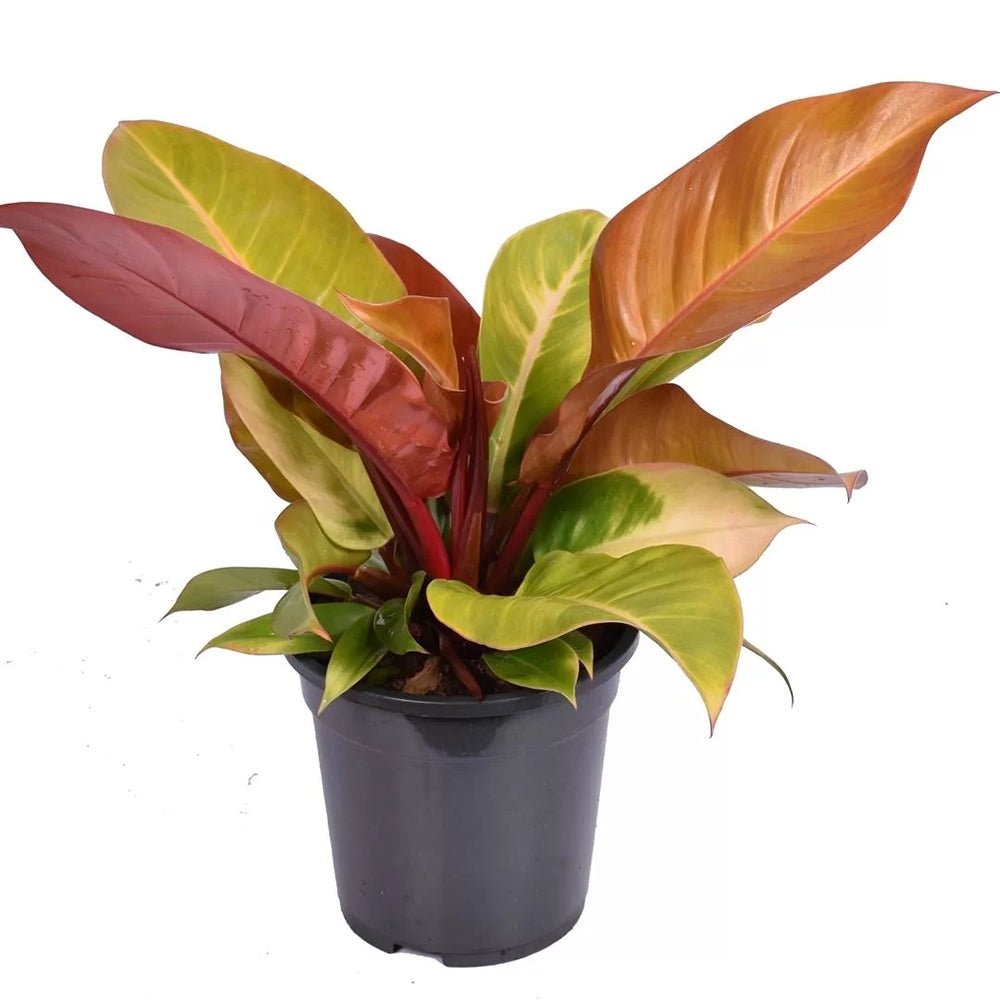 Philodendron Prince of Orange - 45 cm