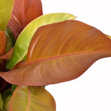 Philodendron Prince of Orange - 45 cm