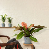Philodendron Prince of Orange - 50 cm