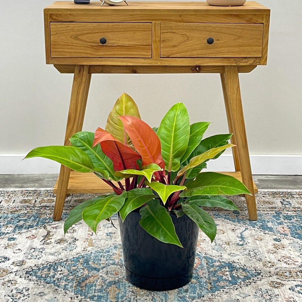 Philodendron Prince of Orange - 50 cm