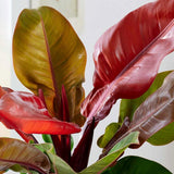 Philodendron Prince of Orange - 50 cm