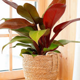 Philodendron Prince of Orange - 90 cm