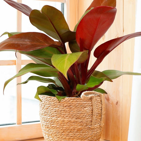 Philodendron Prince of Orange - 90 cm