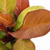 Philodendron Prince of Orange - 90 cm