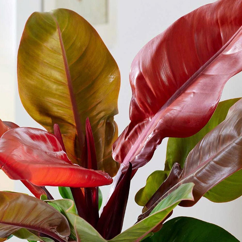 Philodendron Prince of Orange - 90 cm