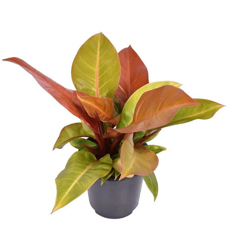 Philodendron Prince of Orange - 90 cm