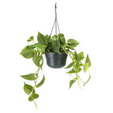 Philodendron Scandens - 15 cm