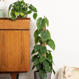 Philodendron Scandens - 35 cm