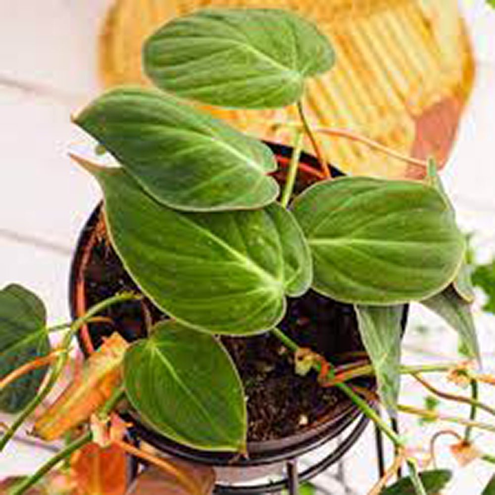 Philodendron Scandens - 35 cm