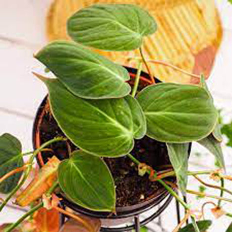 Philodendron Scandens - 35 cm