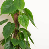 Philodendron Scandens - 35 cm