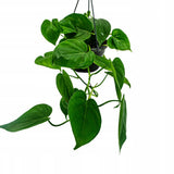 Philodendron Scandens - 35 cm