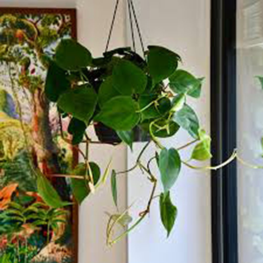 Philodendron Scandens - 35 cm