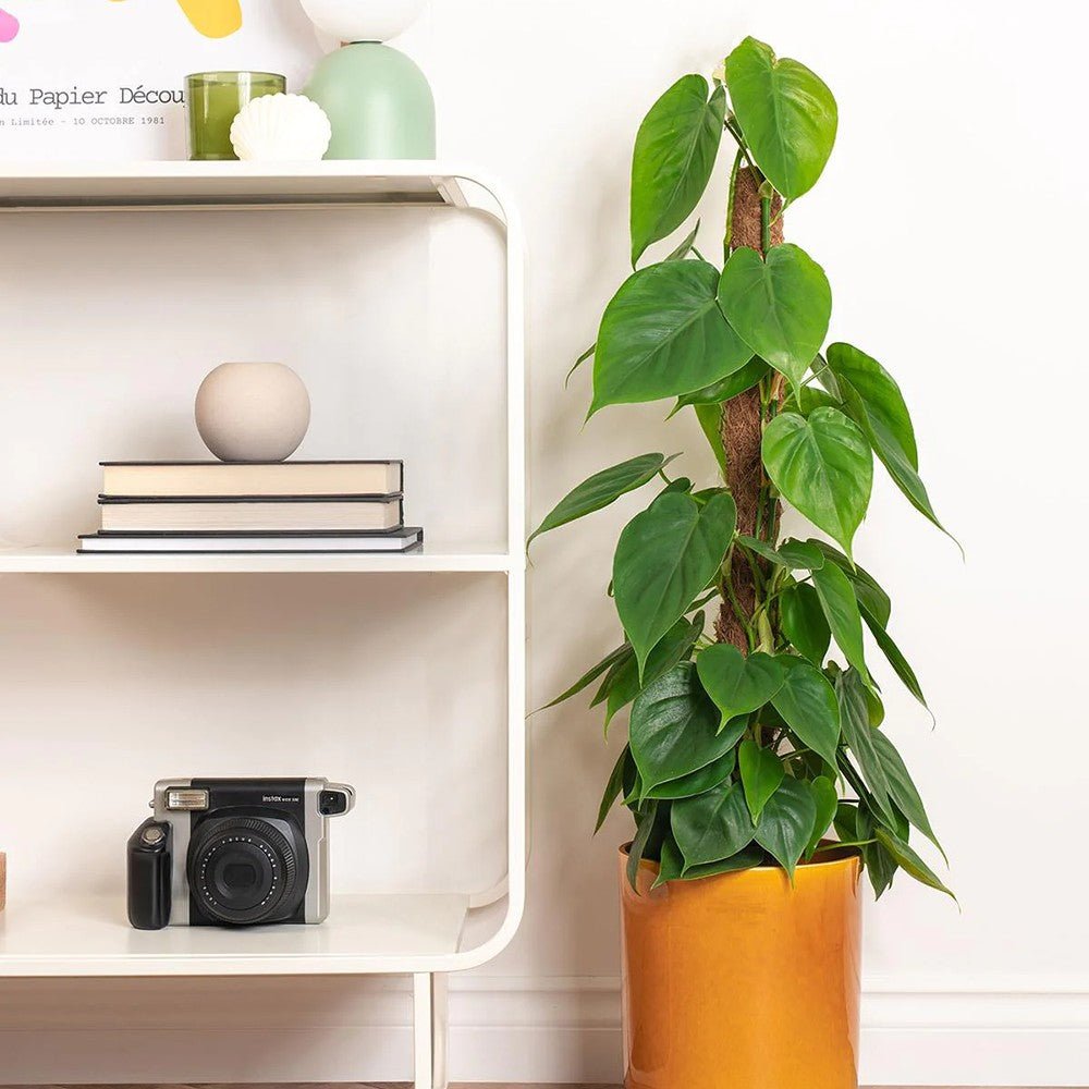 Philodendron Scandens - 35 cm