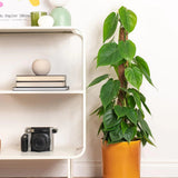 Philodendron Scandens - 35 cm
