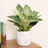 Philodendron White Wave - 25 cm