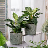 Philodendron White Wave - 25 cm