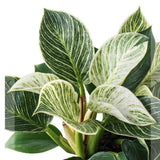 Philodendron White Wave - 25 cm