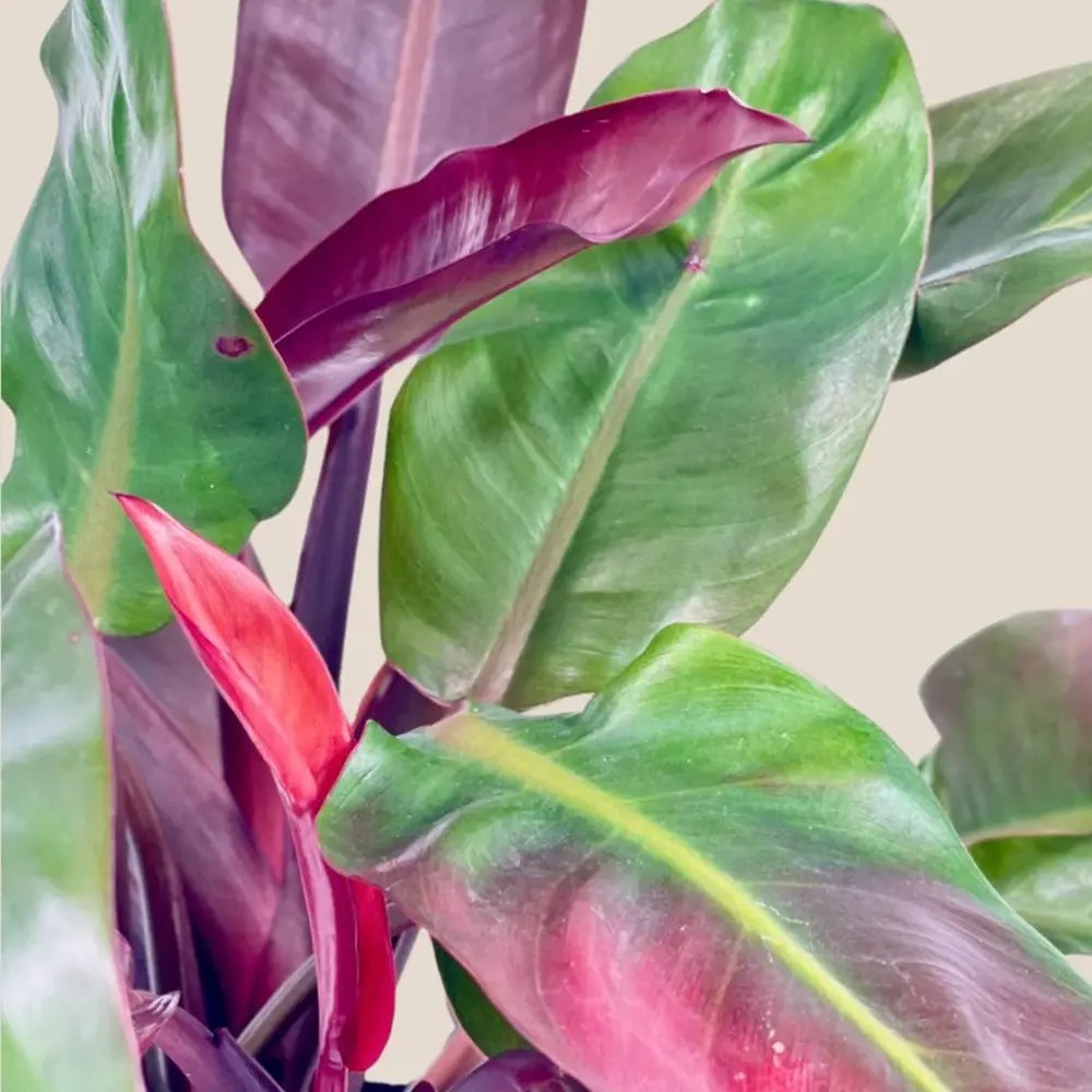 Philodendron 'Sun Red' – élénkvörös levelű szobanövény, könnyen gondozható