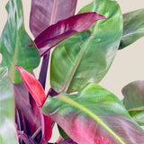 Philodendron 'Sun Red' – élénkvörös levelű szobanövény, könnyen gondozható