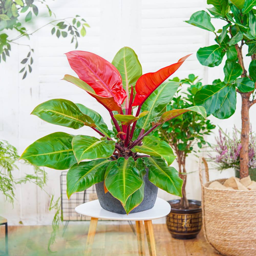 Philodendron 'Sun Red' – élénkvörös levelű szobanövény, könnyen gondozható