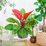 Philodendron 'Sun Red' – élénkvörös levelű szobanövény, könnyen gondozható